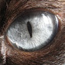 piotao